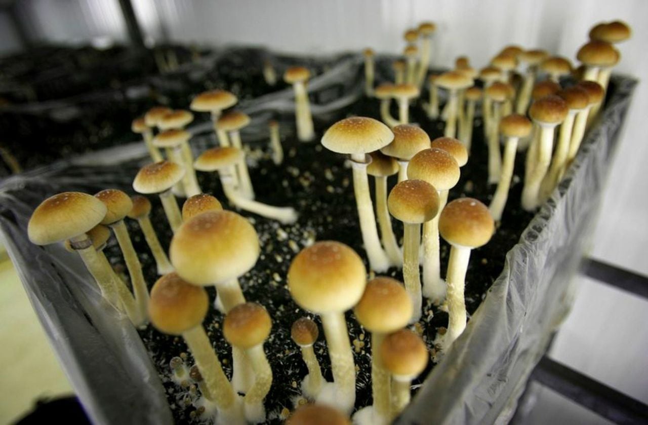 buy mushrooms in oregon