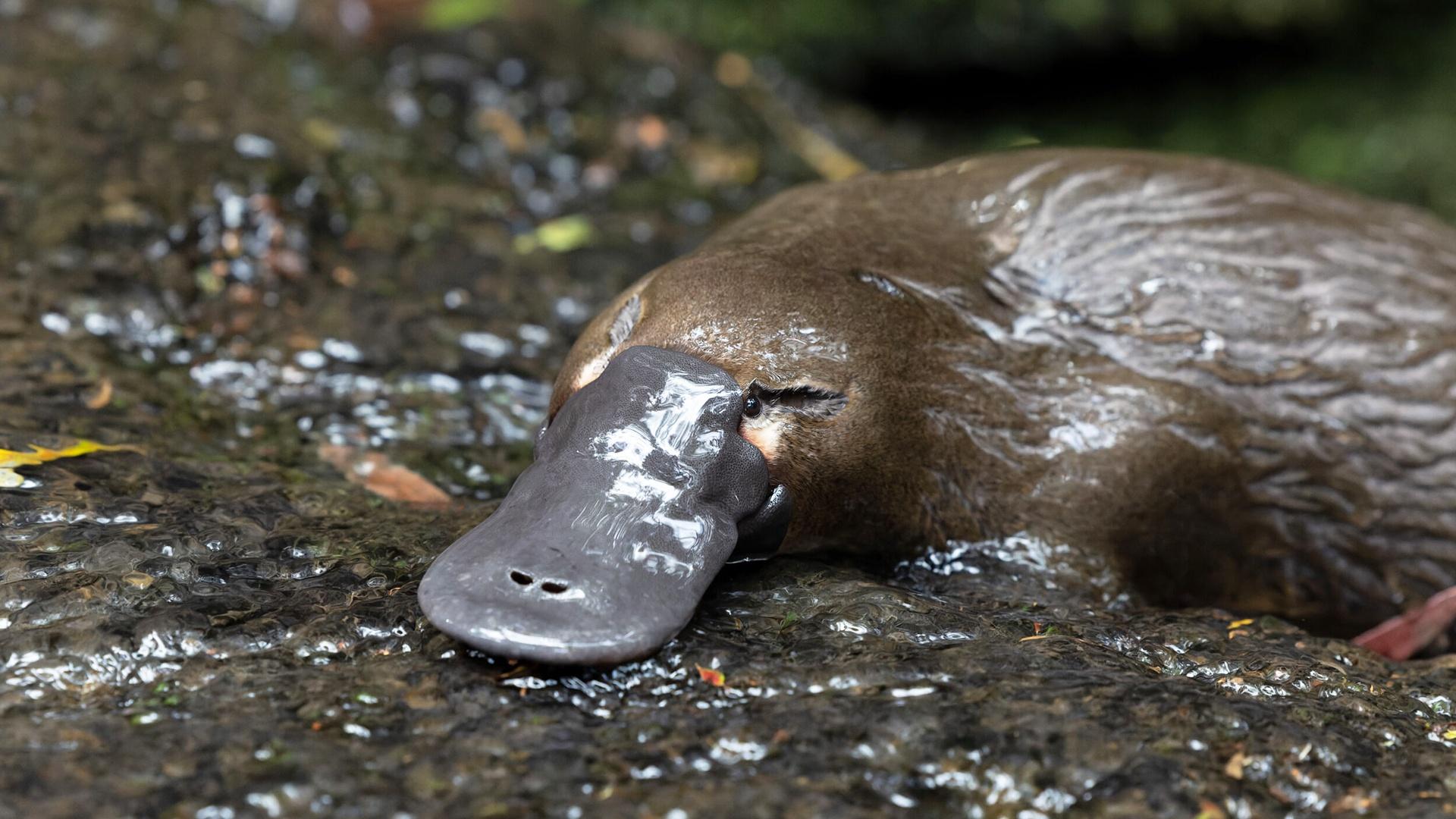 the platypus guardian peter walsh