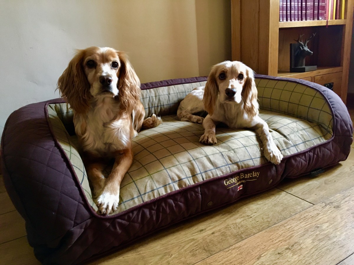 george barclay dog beds