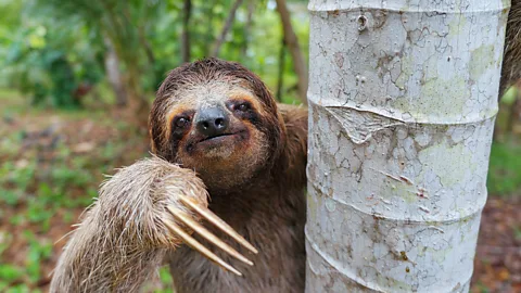 can sloths move fast