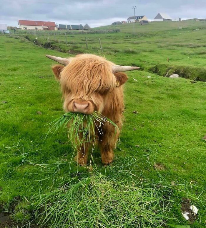 cute cow pictures