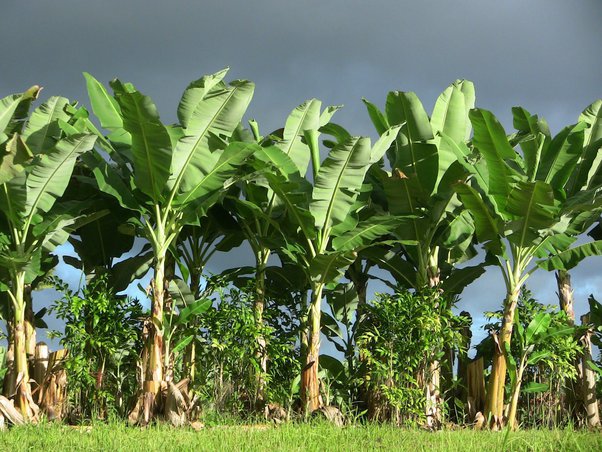 lifespan of banana tree class 12