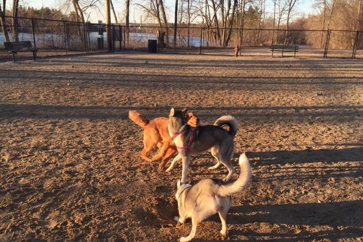 manchester nh dog park