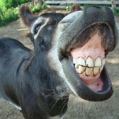 funny donkey