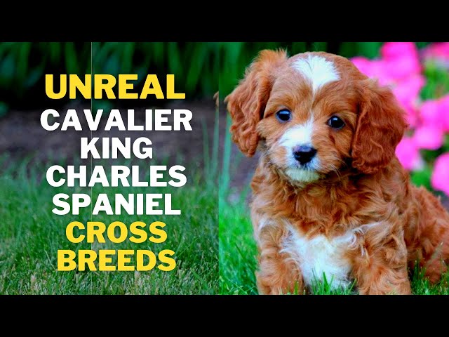 king charles spaniel mix breeds