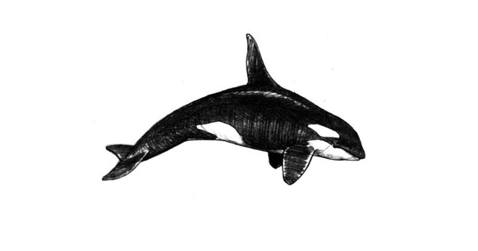 orca whale drawing