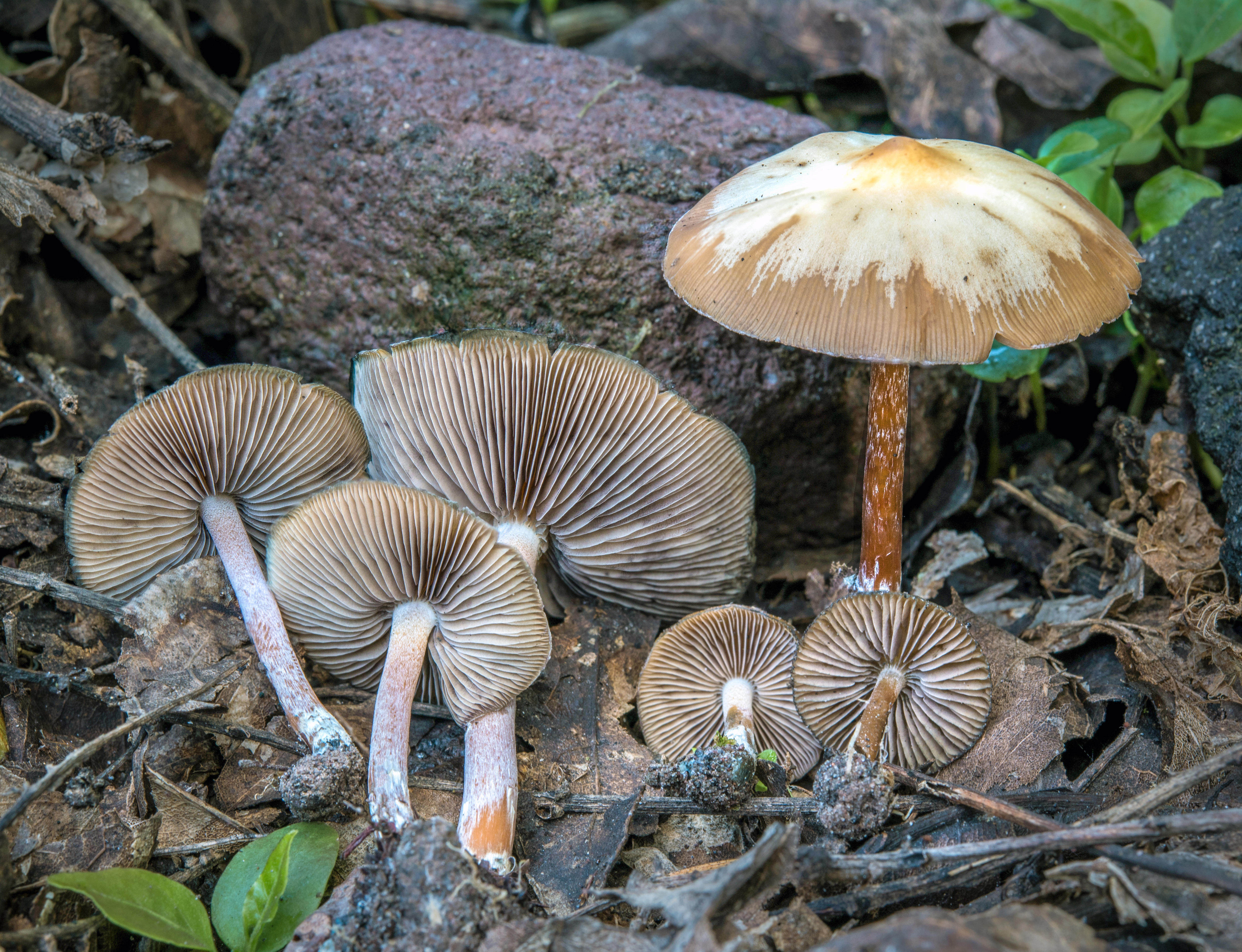 psilocybe caerulipes pictures