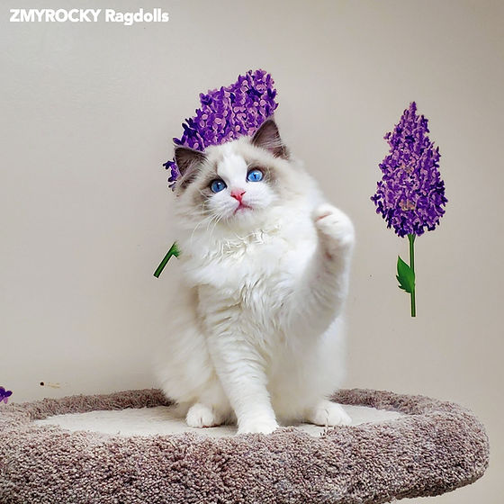 ragdoll kittens vancouver bc