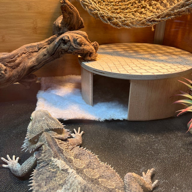 bearded dragon hide ideas