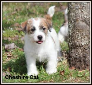 jack russell long haired puppies for sale
