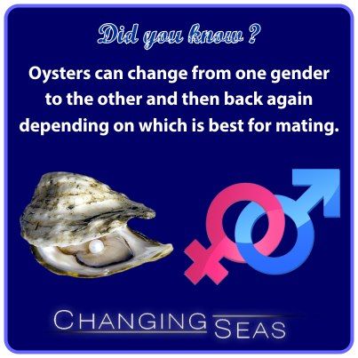 oysters can change genders back and forth