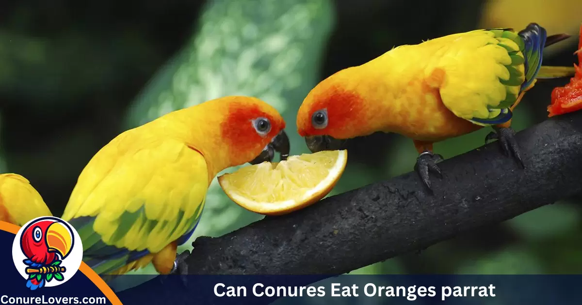 can conures eat oranges