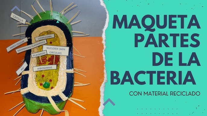 maqueta de bacteria