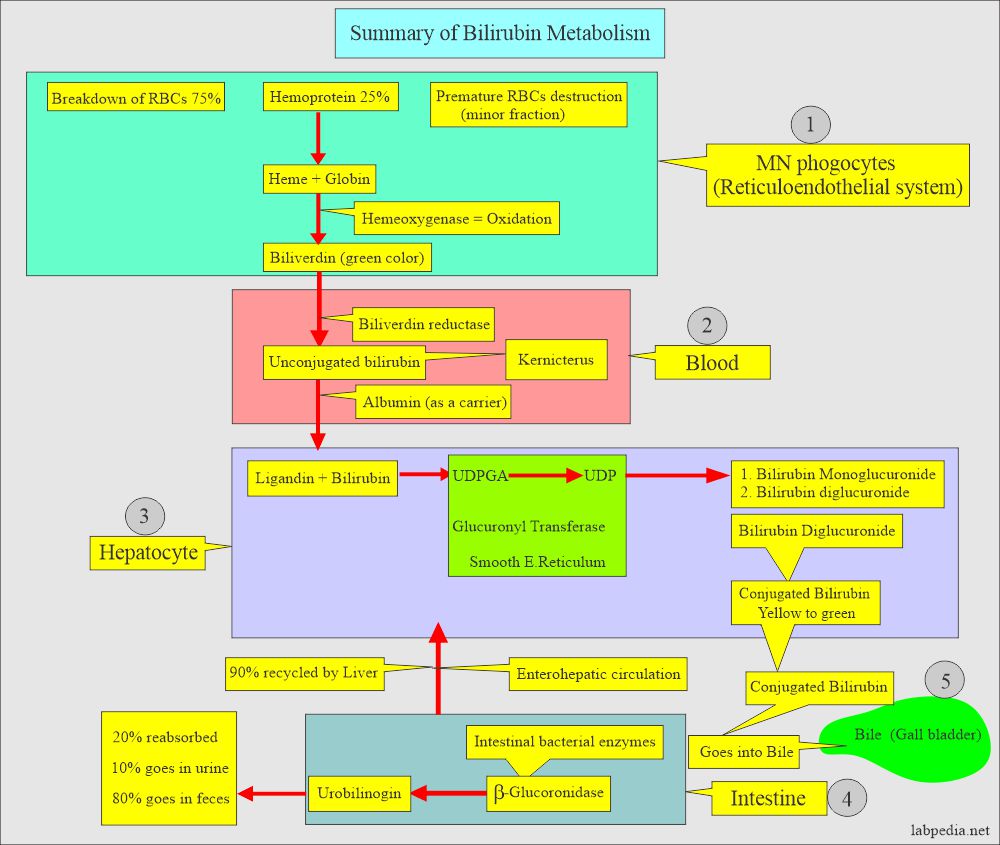 is 2.2 bilirubin dangerous