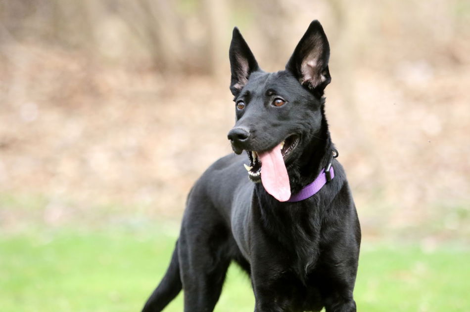 black malinois