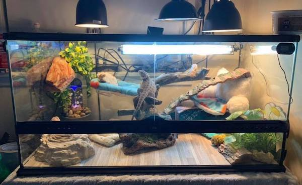 cage setup for bearded dragon