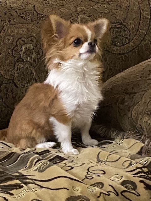 chihuahua for sale calgary