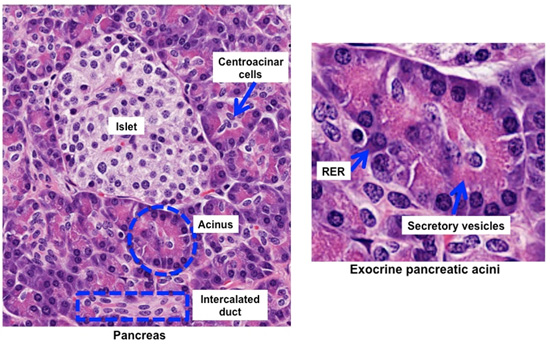 acinus pancreas