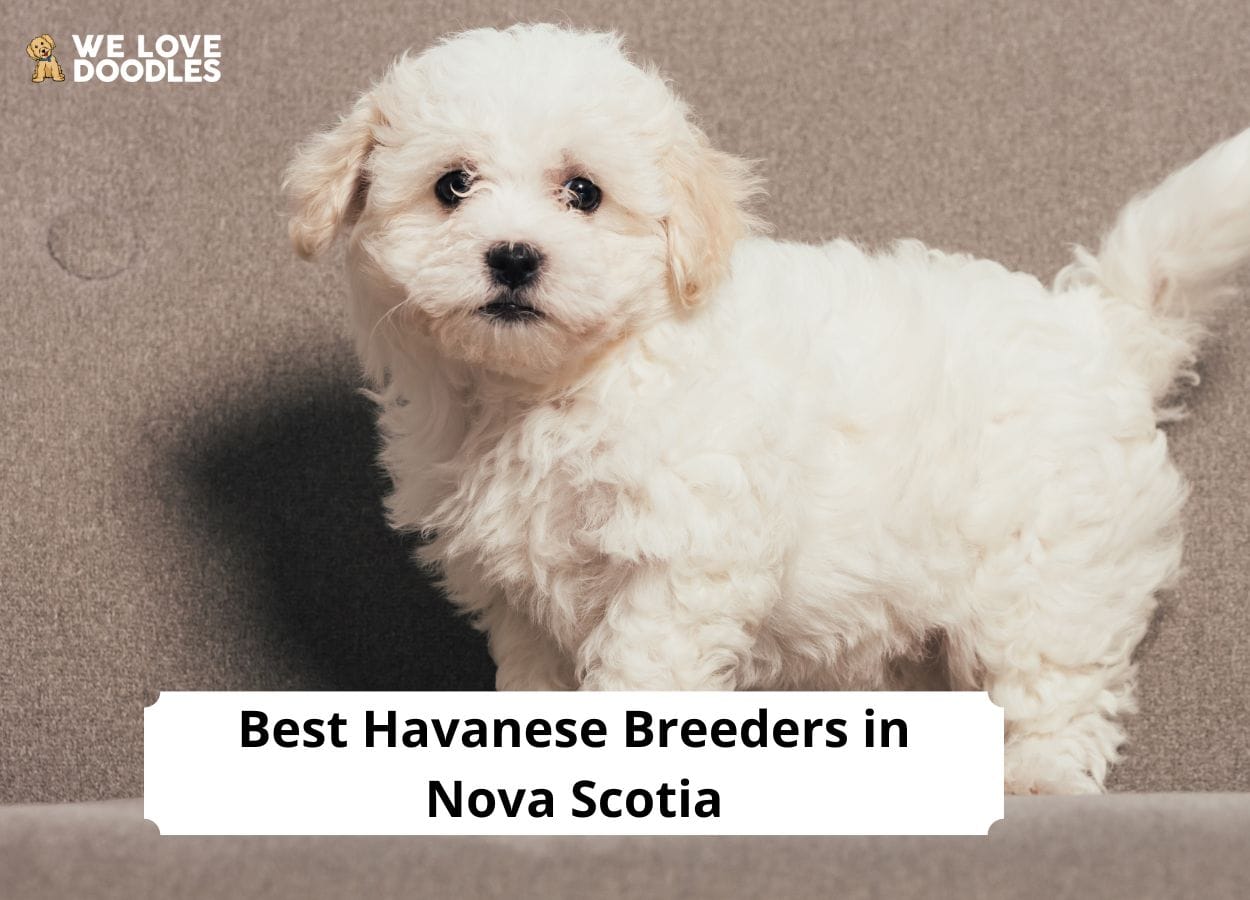 havanese breeders nova scotia