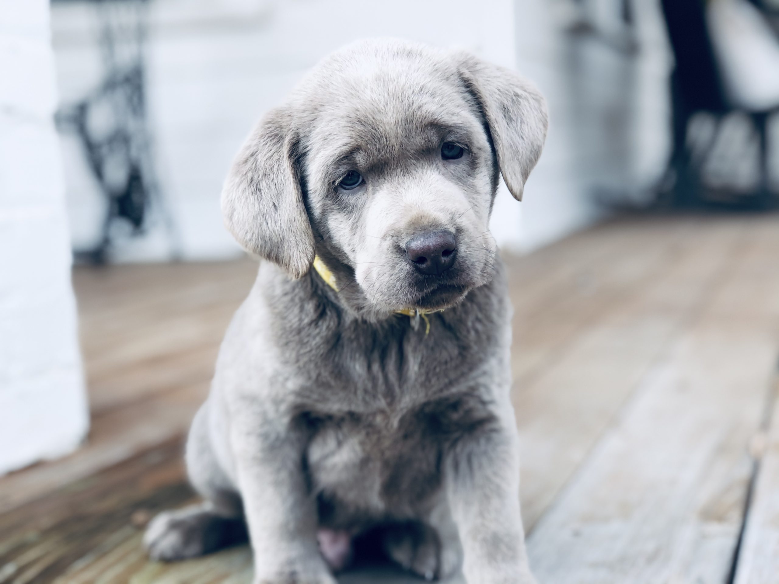 lab puppies for sale near me