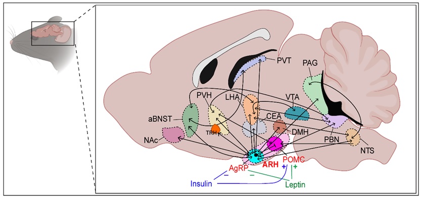 arcuate nucleus