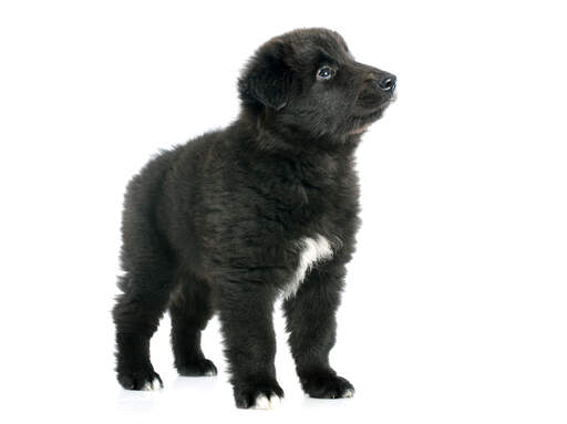 belgian sheepdog puppies