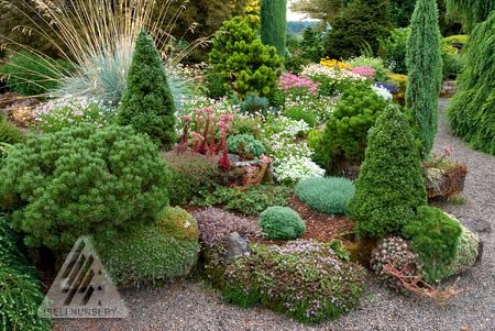 conifer gardens wholesale nursery