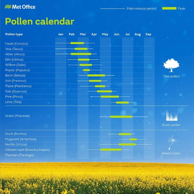 is pollen high today