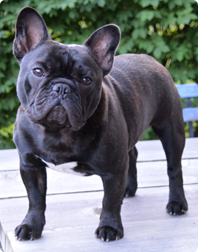 frenchie puppies for sale in ohio