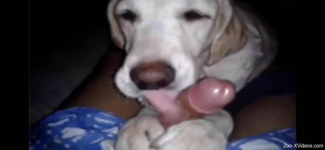 dogs blowjobs