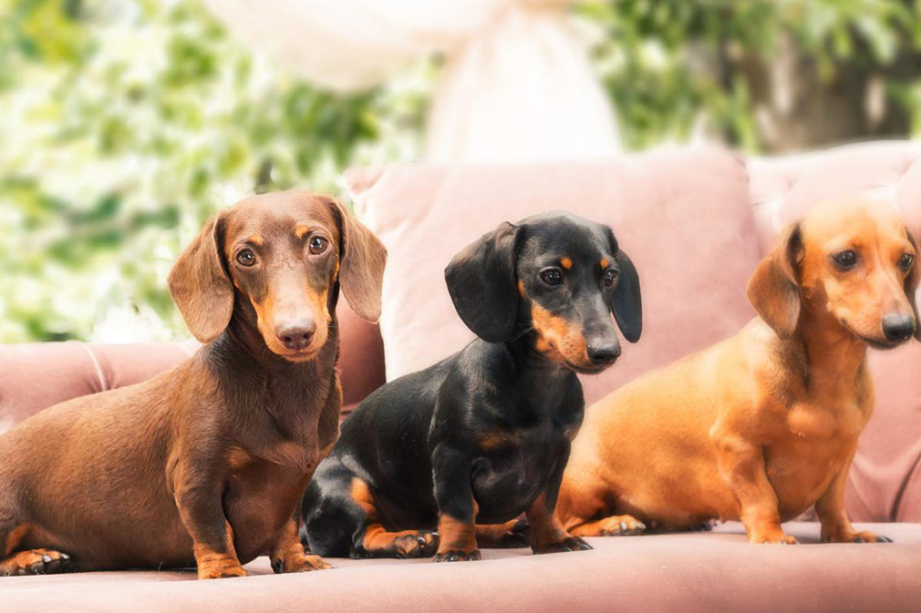 short haired mini dachshund