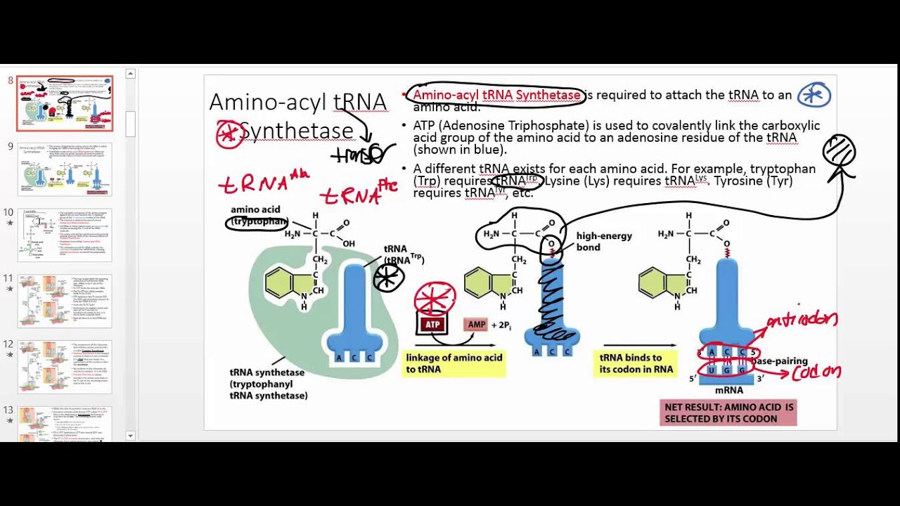 aminoacyl-trna