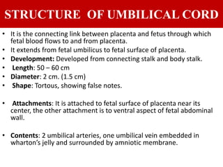 umbilical cord abnormalities ppt