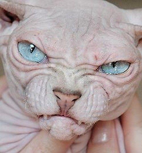 hairless cat ugly