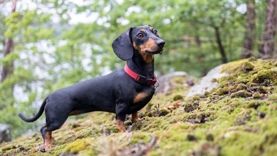 dachshund kennel club