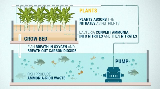 aquaponics wa