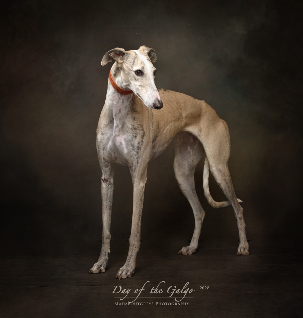 galgos del sol uk