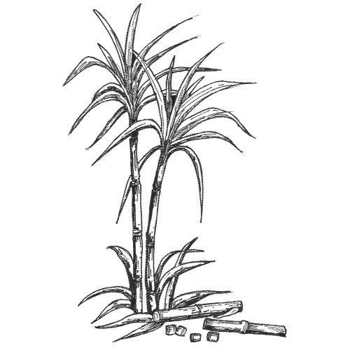 simple sugarcane drawing