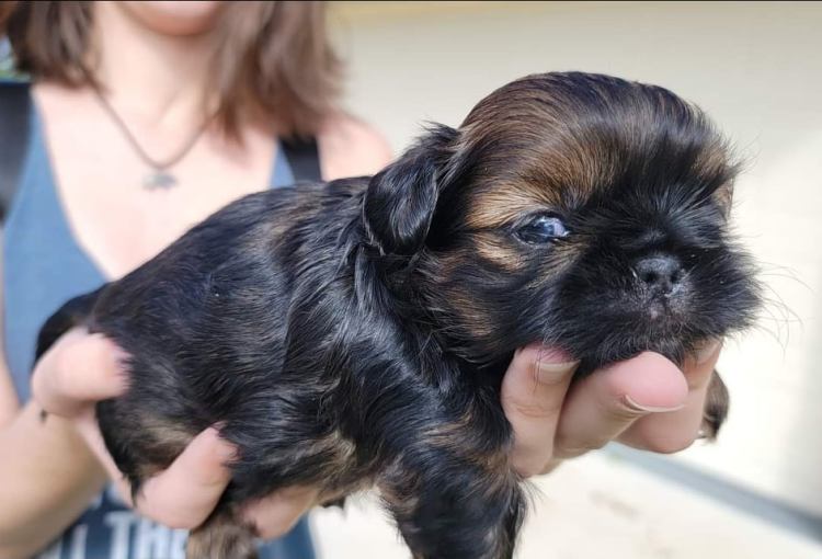 shitz shu puppies for sale