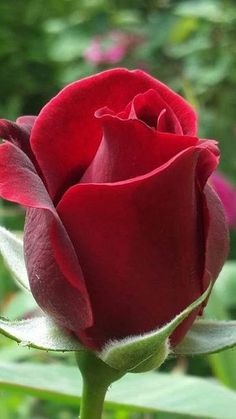 rosas hermosas rojas