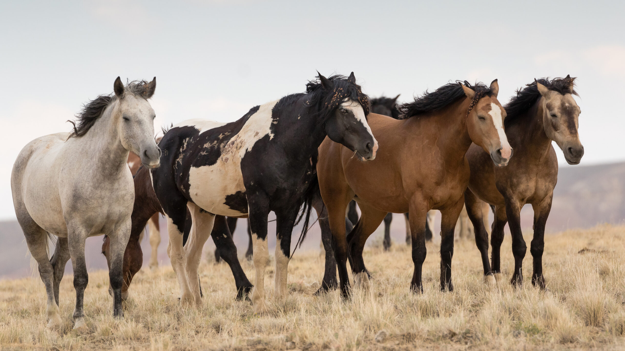 are mustang horses good for beginners