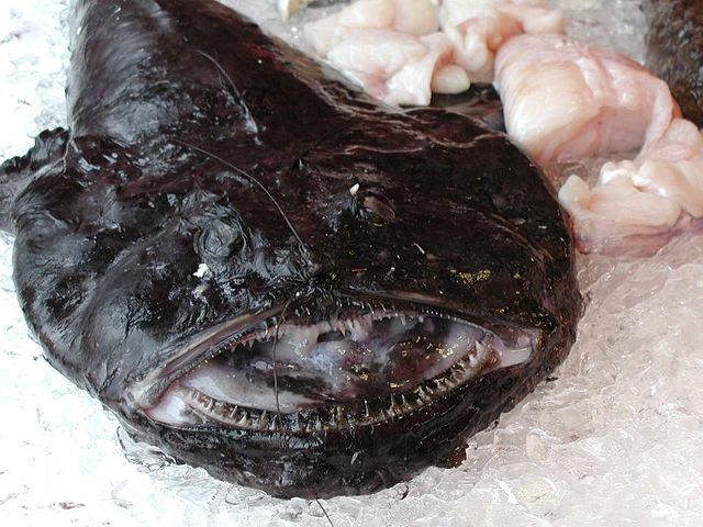 monkfish photos