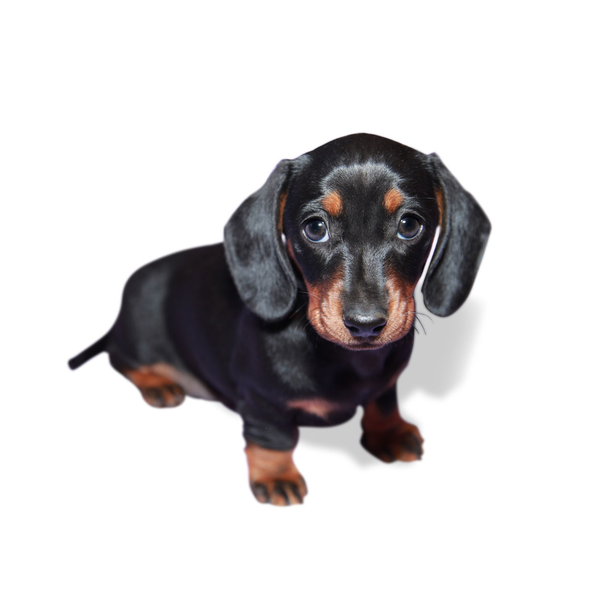 dachshunds for sale