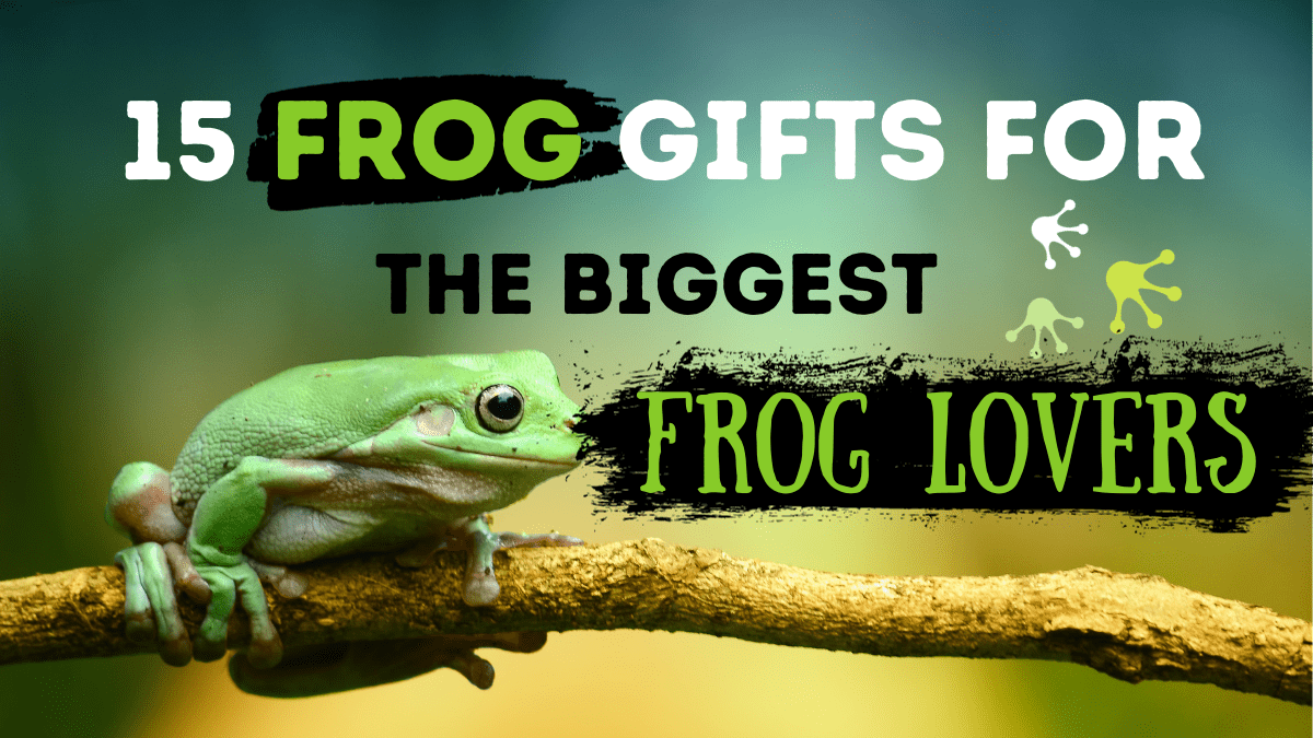 frog presents