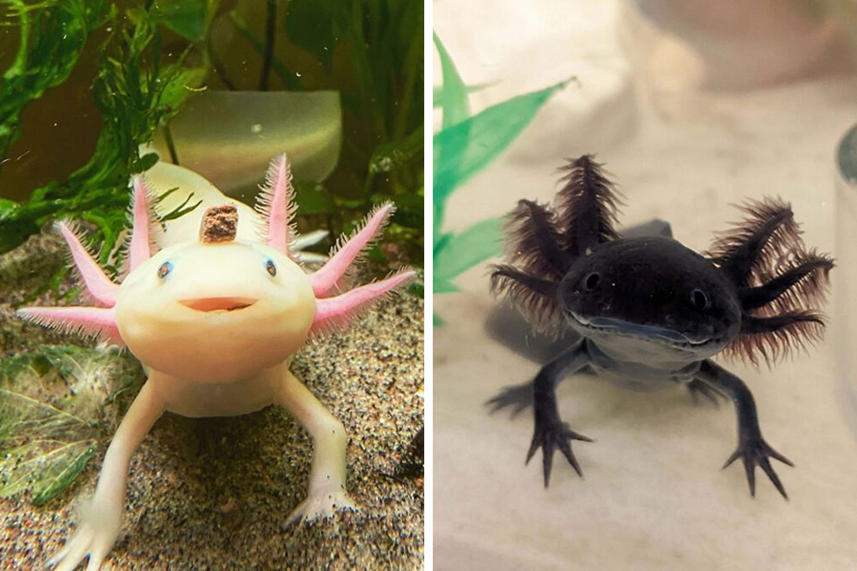 show me a pic of a axolotl