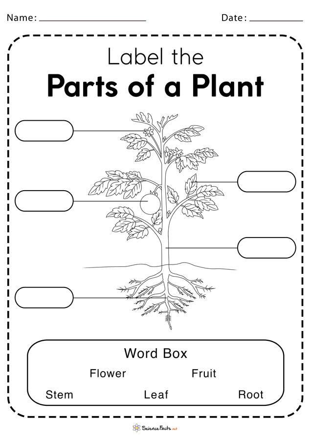 plants worksheet for grade 1