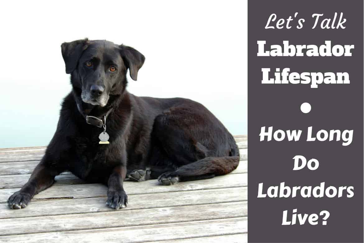 how long do labradors live