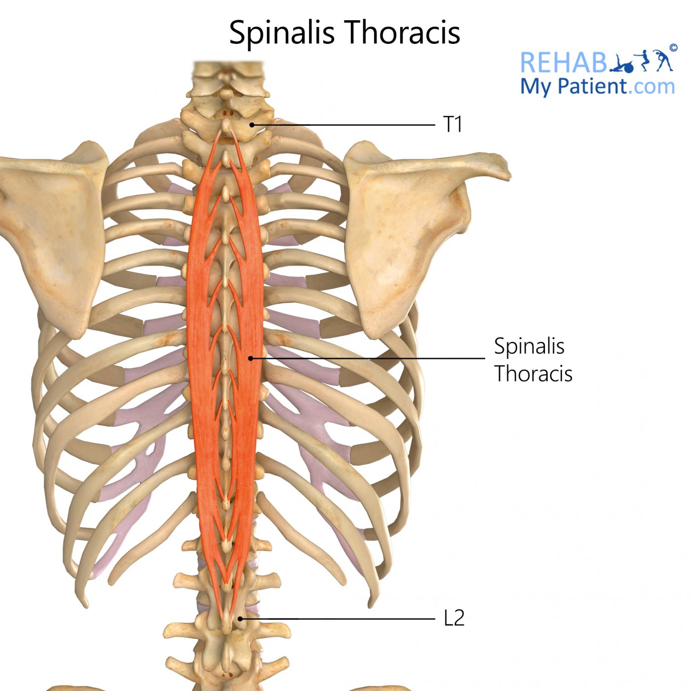 spinalis origin and insertion