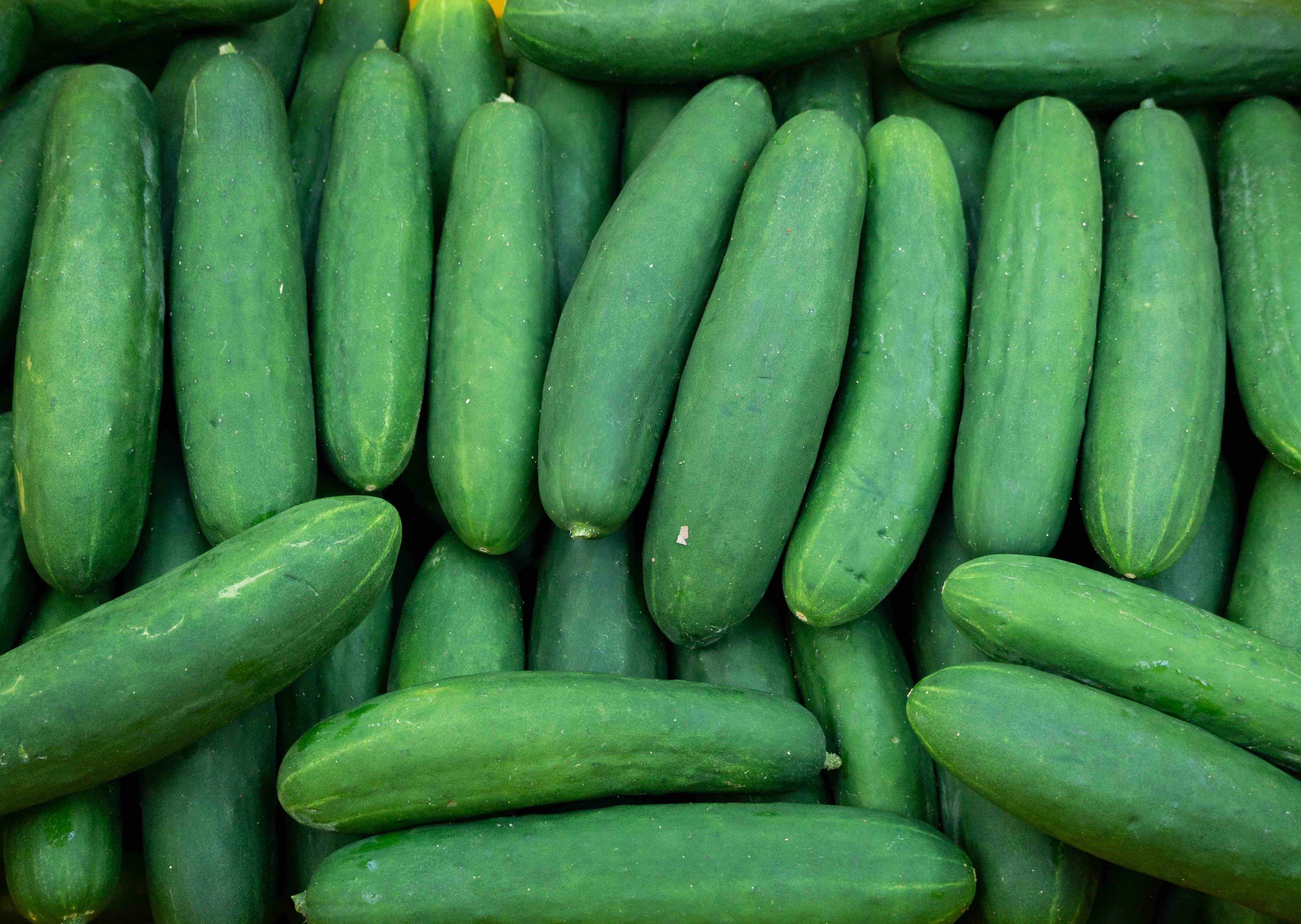 cucumber price philippines 2019