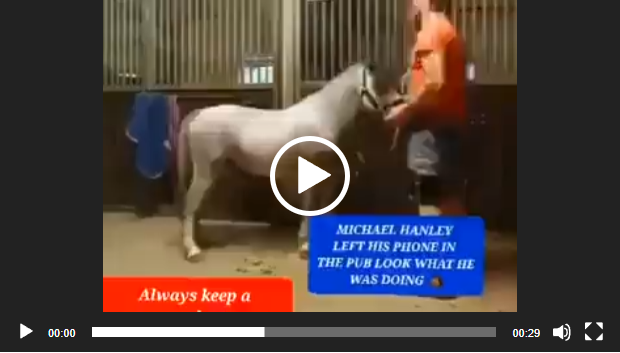 michael hanley horse